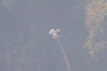 Grey-faced Buzzard 関東 合体 Thu, 4/4/2024