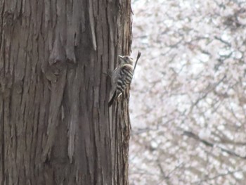 Japanese Pygmy Woodpecker 群馬県太田市歴史公園 Sun, 4/7/2024
