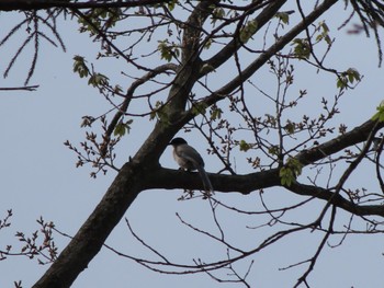 Azure-winged Magpie 群馬県太田市歴史公園 Sun, 4/7/2024