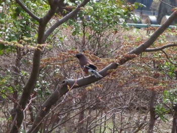 カケス 群馬県太田市歴史公園 2024年4月7日(日)