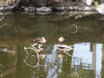 Eastern Spot-billed Duck 群馬県太田市歴史公園 Sun, 4/7/2024