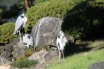 アオサギ 清澄庭園(清澄公園) 2018年12月14日(金)