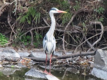 Grey Heron 群馬県太田市歴史公園 Sun, 4/7/2024