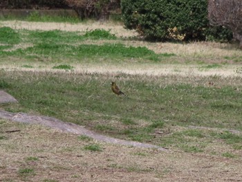 Grey-capped Greenfinch 群馬県太田市歴史公園 Sun, 4/7/2024