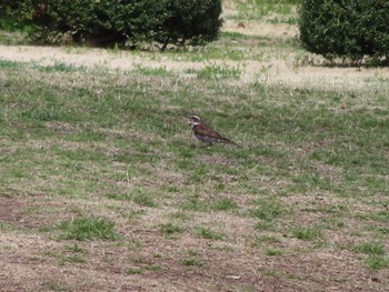 Dusky Thrush 群馬県太田市歴史公園 Sun, 4/7/2024