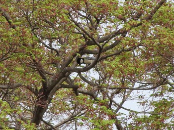 シジュウカラ 群馬県太田市歴史公園 2024年4月7日(日)