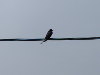 Barn Swallow 群馬県太田市歴史公園 Sun, 4/7/2024