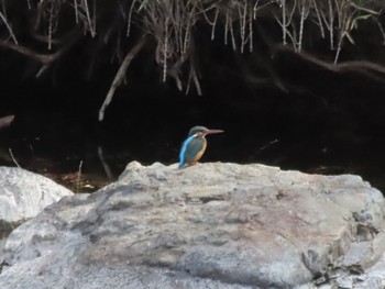 Common Kingfisher 群馬県太田市歴史公園 Sun, 4/7/2024