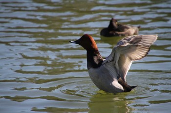 Common Pochard 清澄庭園(清澄公園) Fri, 12/14/2018