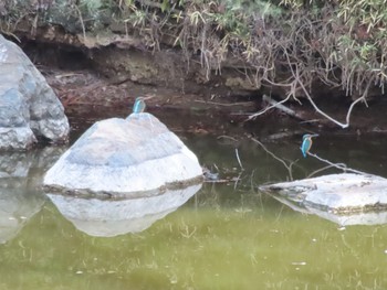 Common Kingfisher 群馬県太田市歴史公園 Sun, 4/7/2024