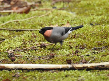 Eurasian Bullfinch Hayatogawa Forest Road Sun, 4/7/2024