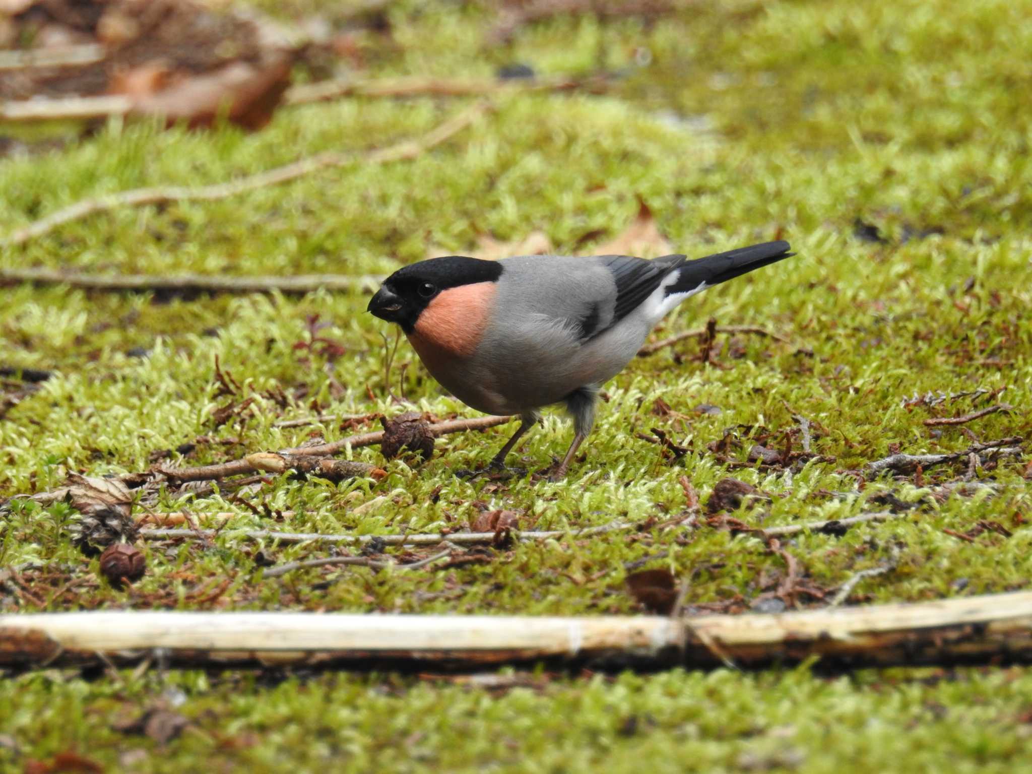 Photo of Eurasian Bullfinch at Hayatogawa Forest Road by Kozakuraband