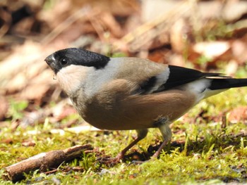 Eurasian Bullfinch Hayatogawa Forest Road Sun, 4/7/2024