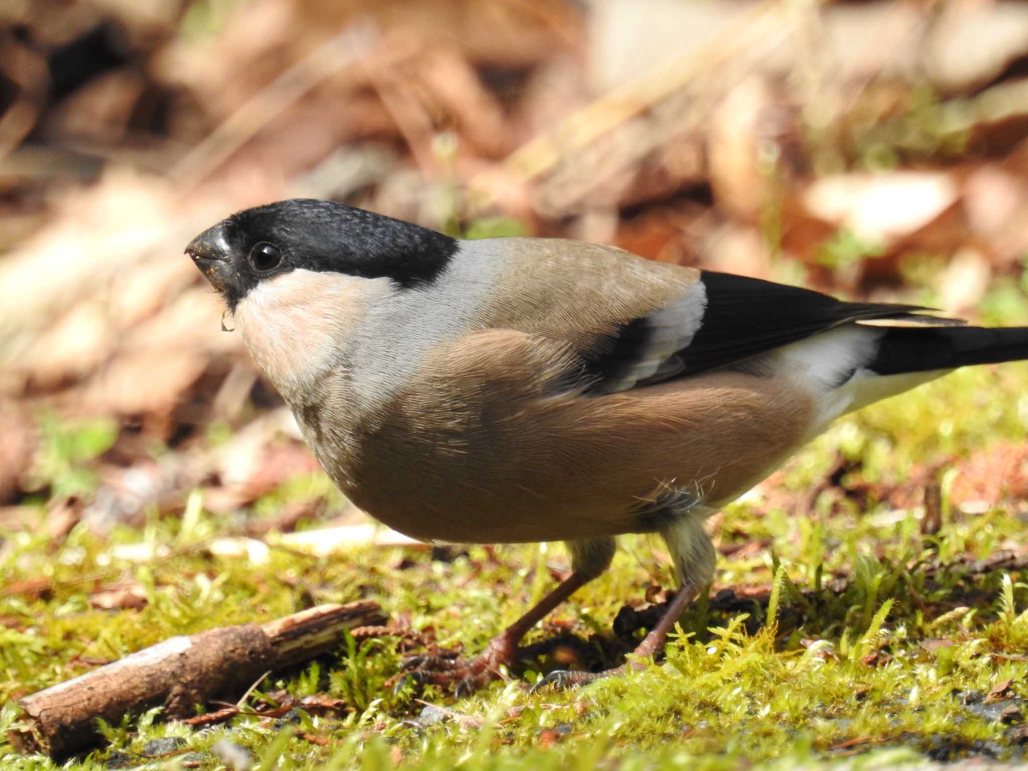 Eurasian Bullfinch