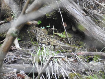 White's Thrush Hayatogawa Forest Road Sun, 4/7/2024