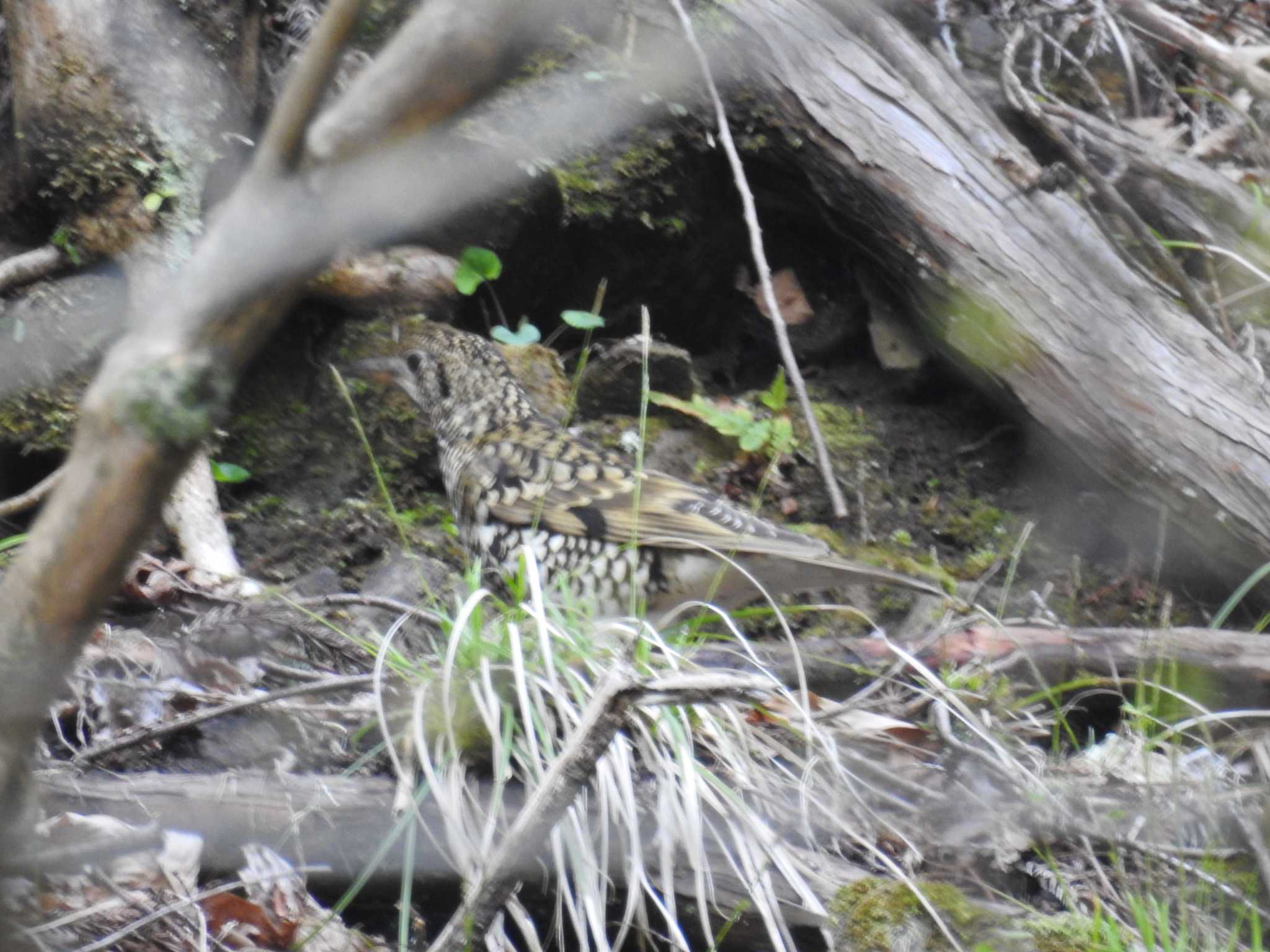 Photo of White's Thrush at Hayatogawa Forest Road by Kozakuraband