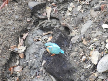 Common Kingfisher Hayatogawa Forest Road Sun, 4/7/2024