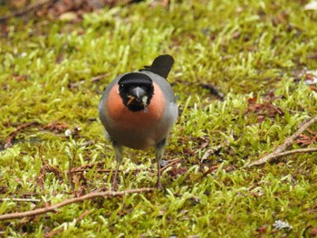 Eurasian Bullfinch Hayatogawa Forest Road Sun, 4/7/2024