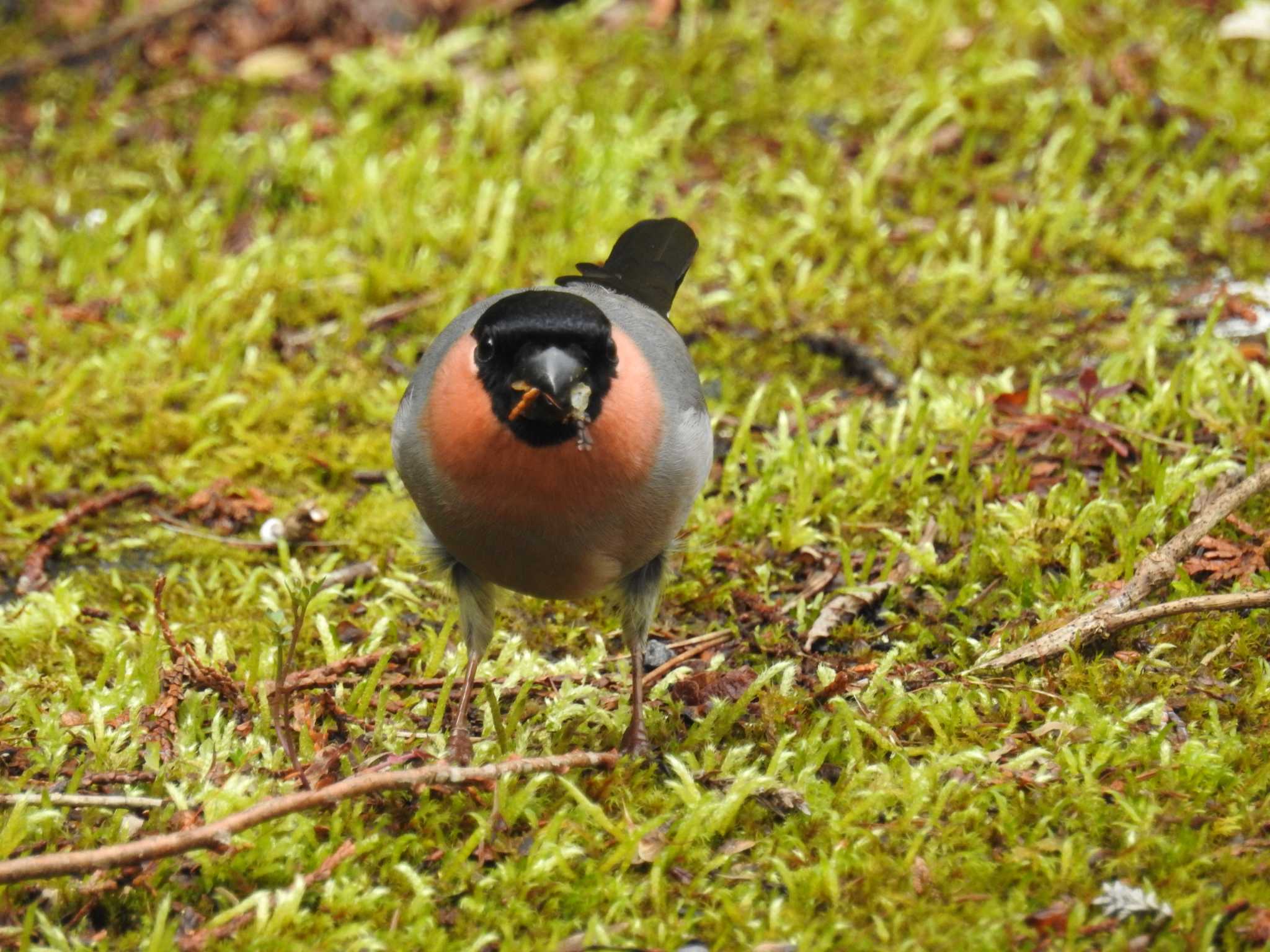 Photo of Eurasian Bullfinch at Hayatogawa Forest Road by Kozakuraband