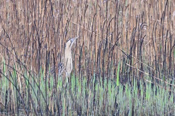 Eurasian Bittern Watarase Yusuichi (Wetland) Sun, 4/7/2024