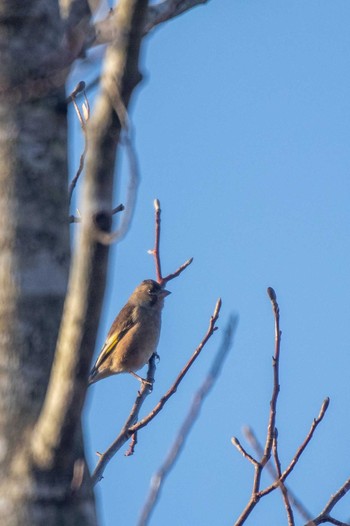 2018年12月22日(土) 市民鹿島台いこいの森の野鳥観察記録