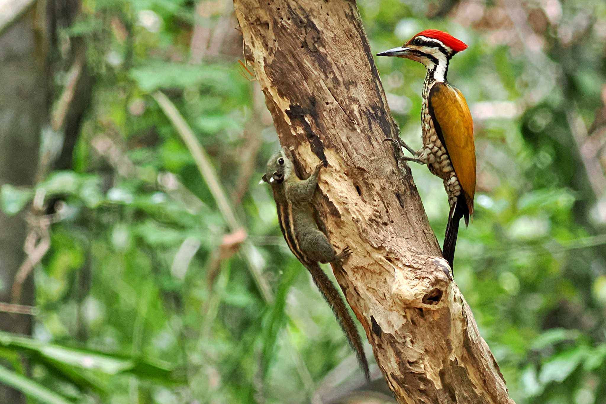 Photo of Common Flameback at ベトナム by 藤原奏冥