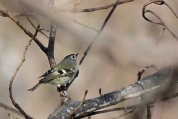 キクイタダキ 西岡公園(西岡水源地) 2024年4月7日(日)