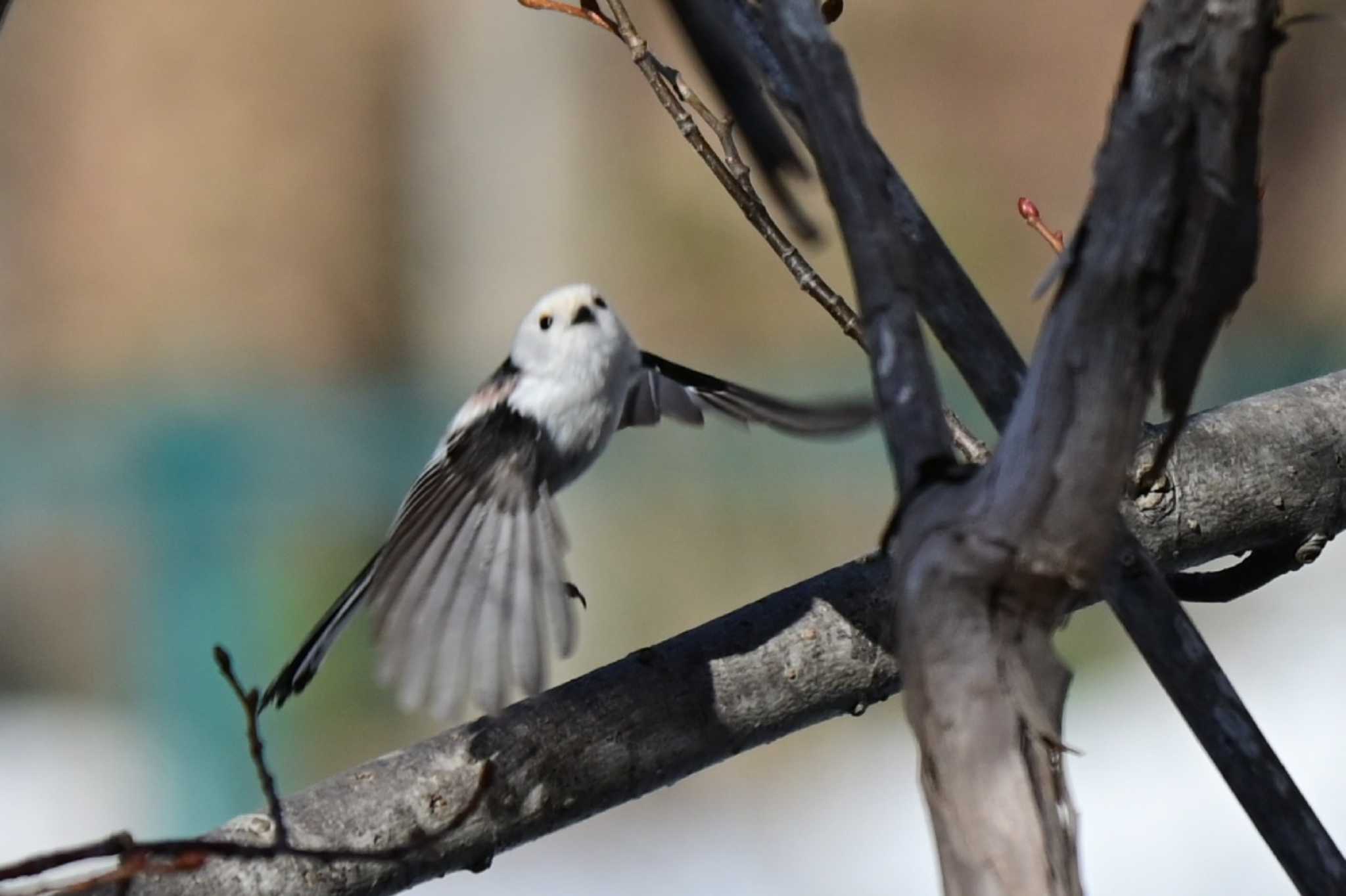 Photo of Long-tailed tit(japonicus) at Nishioka Park by 青カエル🐸