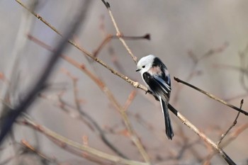 Long-tailed tit(japonicus) Nishioka Park Sun, 4/7/2024