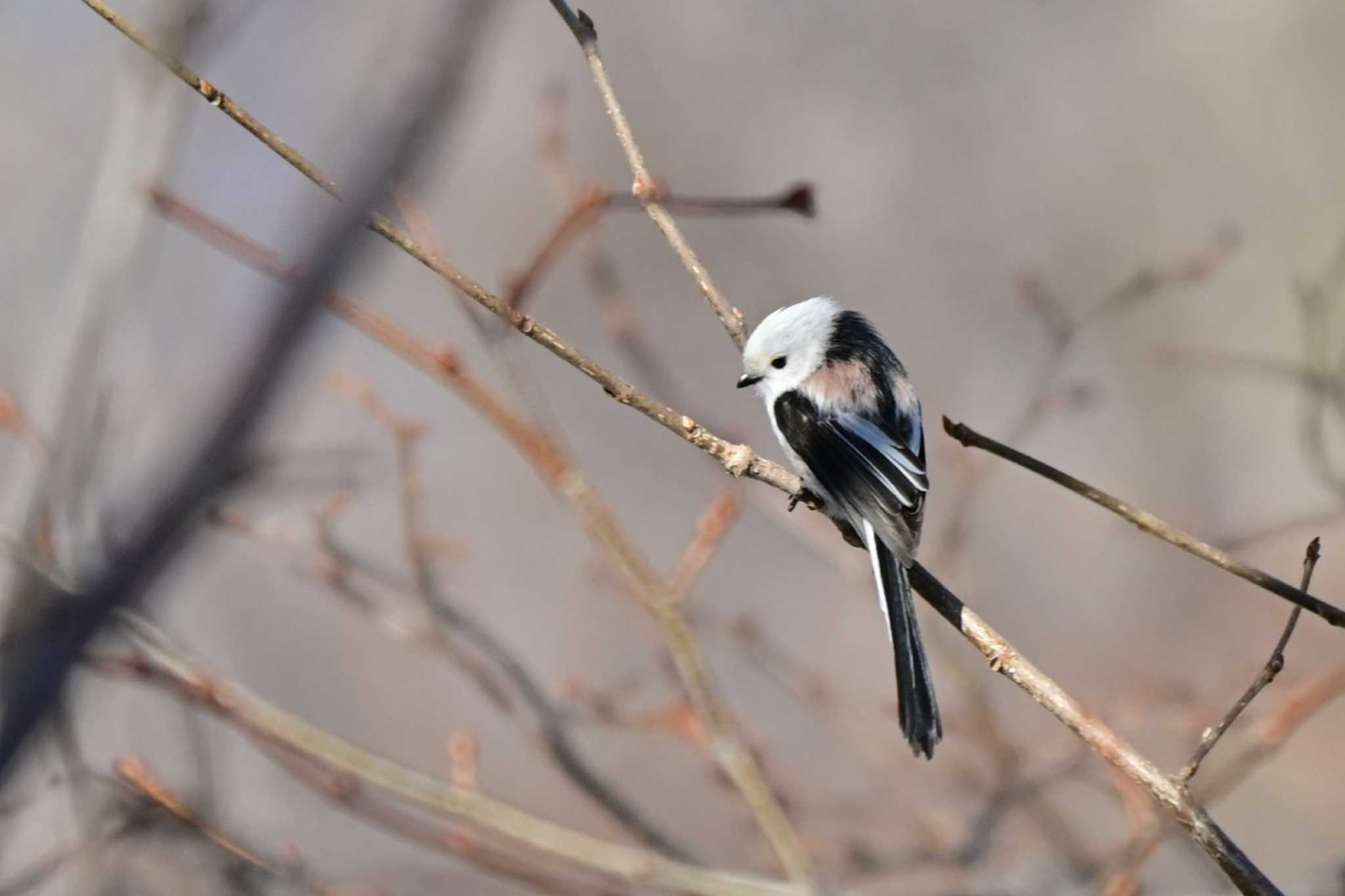 Photo of Long-tailed tit(japonicus) at Nishioka Park by 青カエル🐸