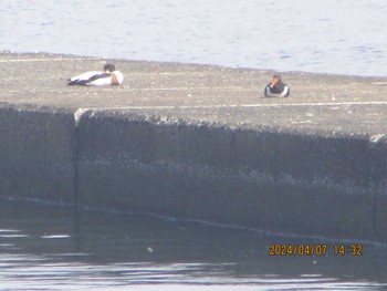 ツクシガモ ふなばし三番瀬海浜公園 2024年4月7日(日)