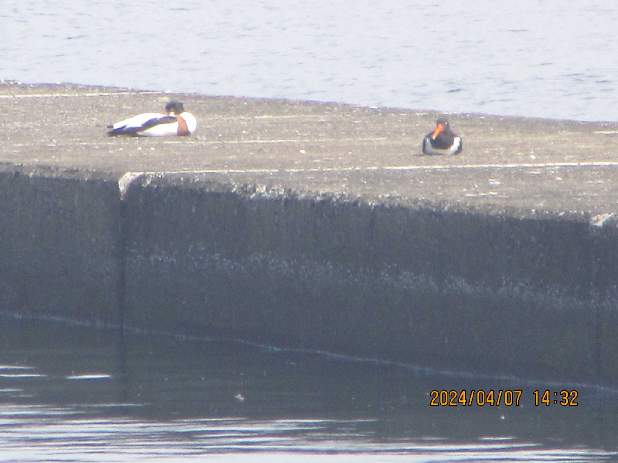 ふなばし三番瀬海浜公園 ツクシガモの写真 by バンケン