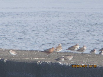 2024年4月7日(日) ふなばし三番瀬海浜公園の野鳥観察記録