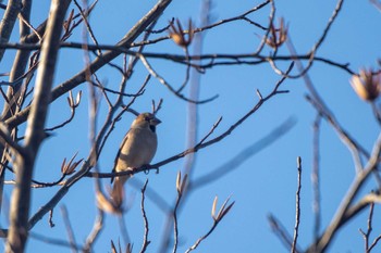 Hawfinch 市民鹿島台いこいの森 Sat, 12/22/2018