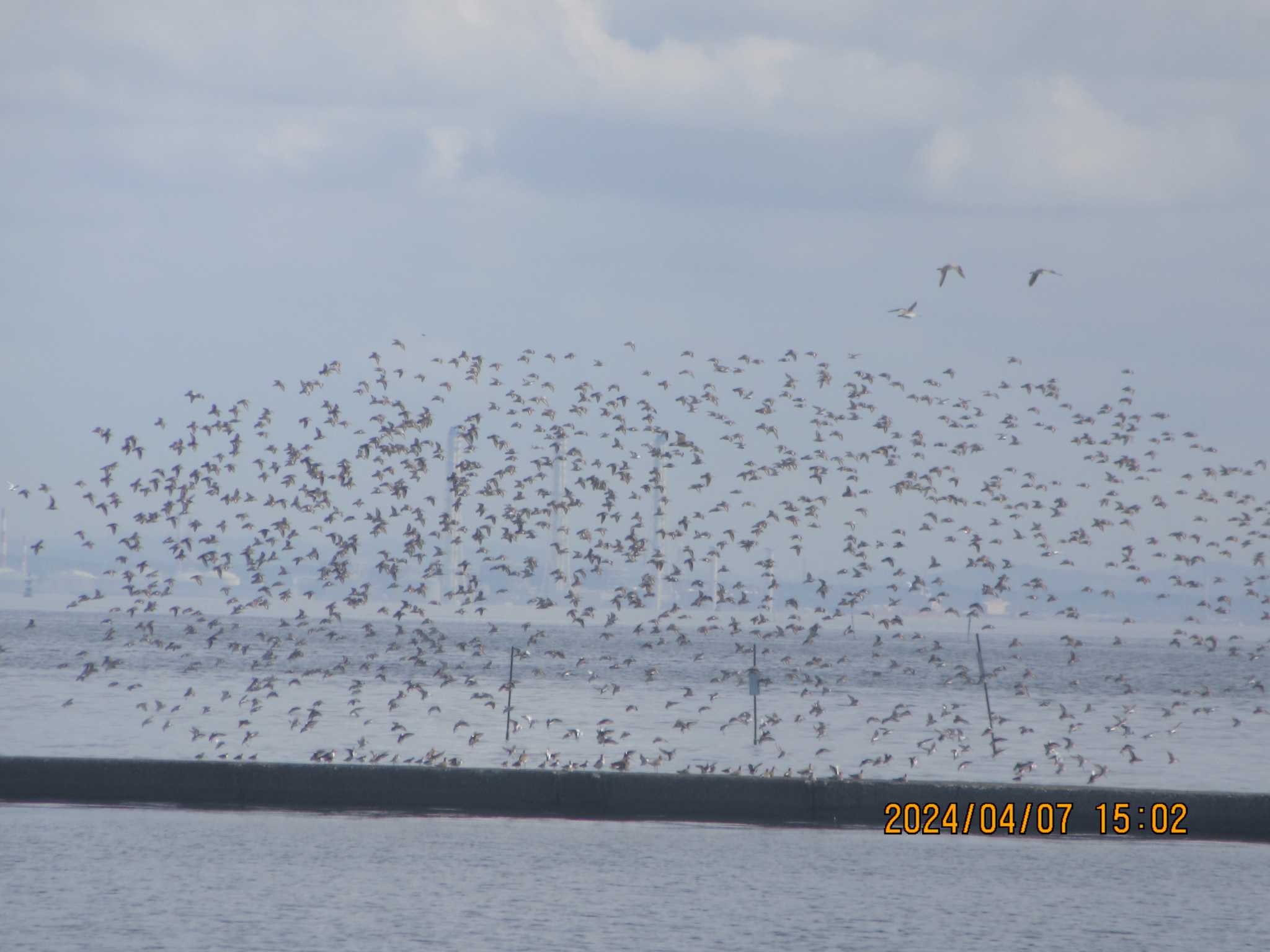 Dunlin