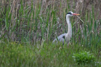 Grey Heron 愛媛県新居浜市 Sat, 4/6/2024