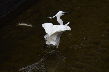 Little Egret 愛媛県新居浜市 Sat, 4/6/2024