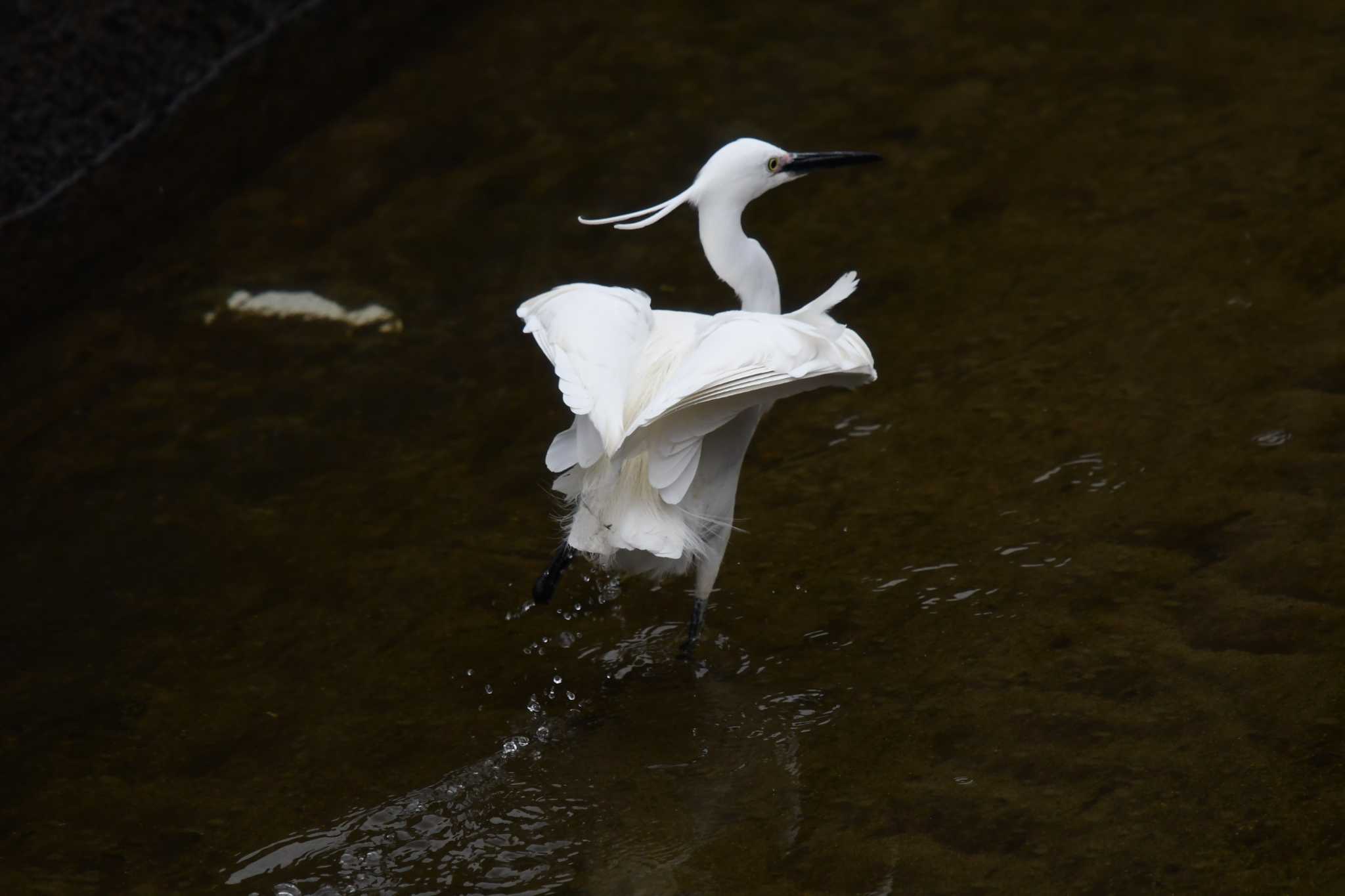 Photo of Little Egret at 愛媛県新居浜市 by でみこ