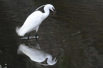 Little Egret 愛媛県新居浜市 Sat, 4/6/2024