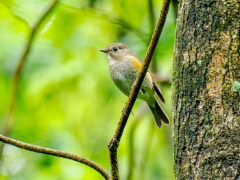 Red-flanked Bluetail 立田山 Sun, 4/7/2024