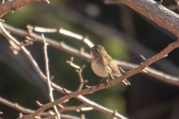 Red-flanked Bluetail 市民鹿島台いこいの森 Sat, 12/22/2018