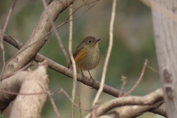 ルリビタキ 秋ヶ瀬公園 2024年2月17日(土)