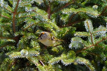 Unknown Species 札幌モエレ沼公園 Tue, 4/2/2024