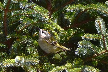 Unknown Species 札幌モエレ沼公園 Tue, 4/2/2024