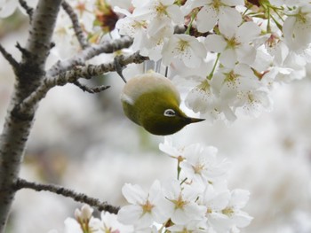 Warbling White-eye Tokyo Port Wild Bird Park Sat, 4/6/2024