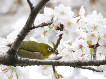 Warbling White-eye Tokyo Port Wild Bird Park Sat, 4/6/2024