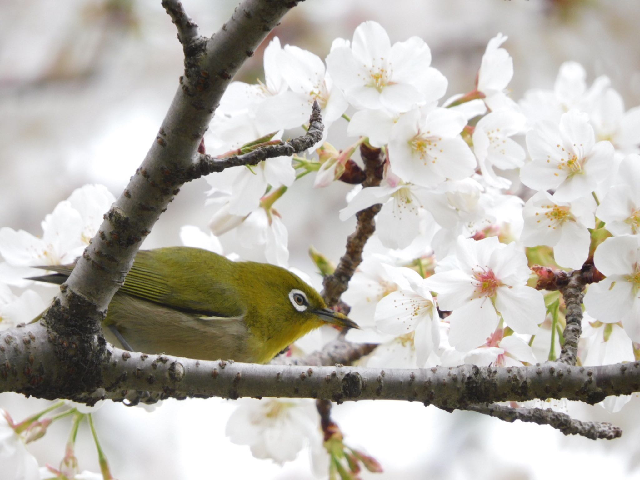 Photo of Warbling White-eye at Tokyo Port Wild Bird Park by ucello