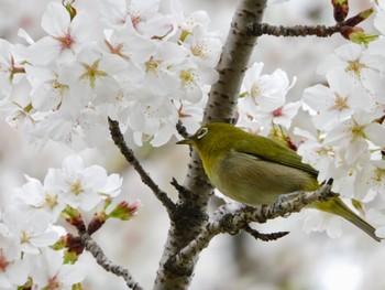 Warbling White-eye Tokyo Port Wild Bird Park Sat, 4/6/2024