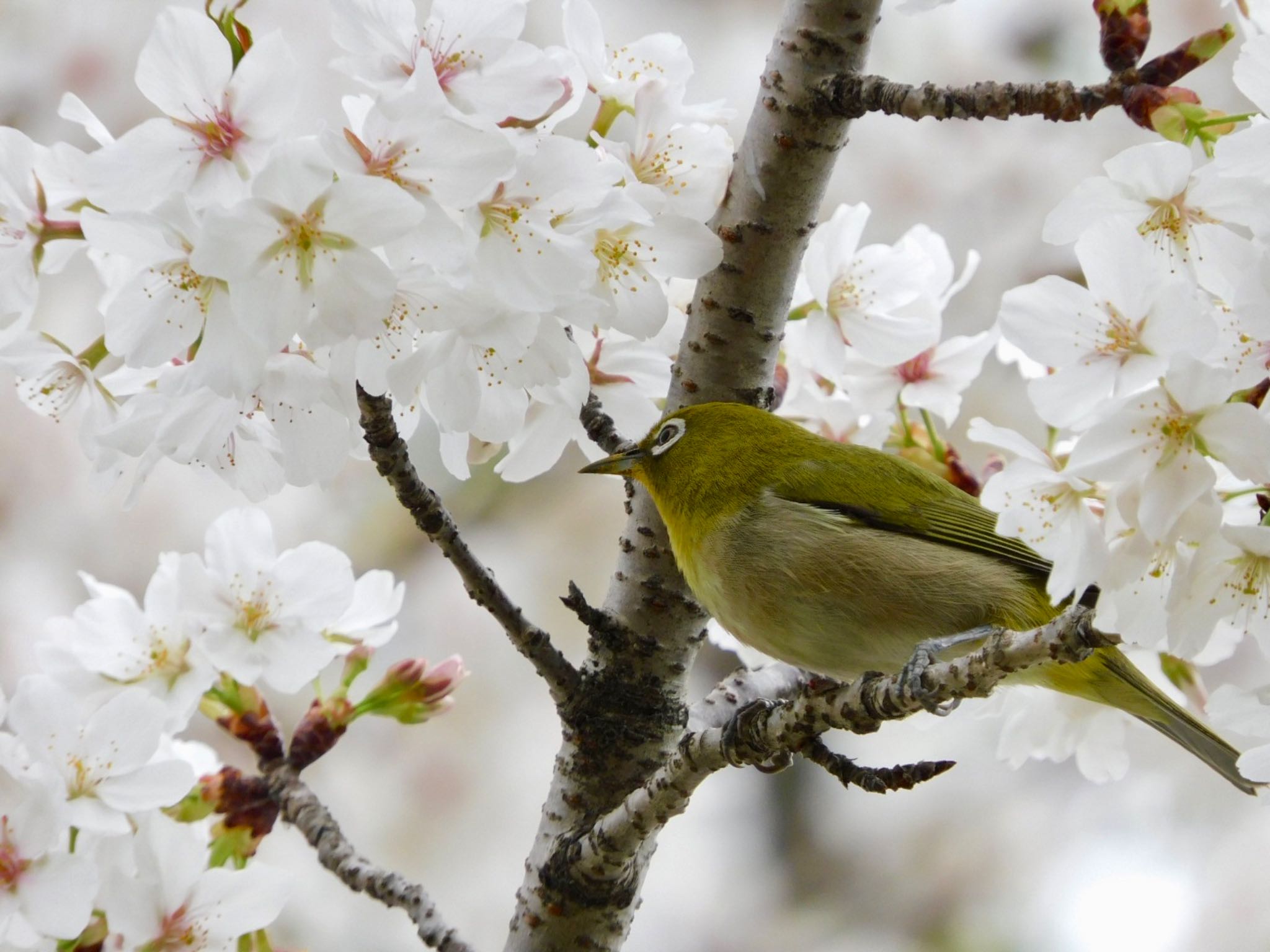 東京港野鳥公園 メジロの写真 by ucello