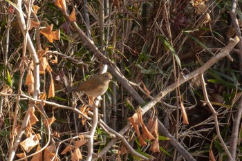 Red-flanked Bluetail 市民鹿島台いこいの森 Sat, 12/22/2018